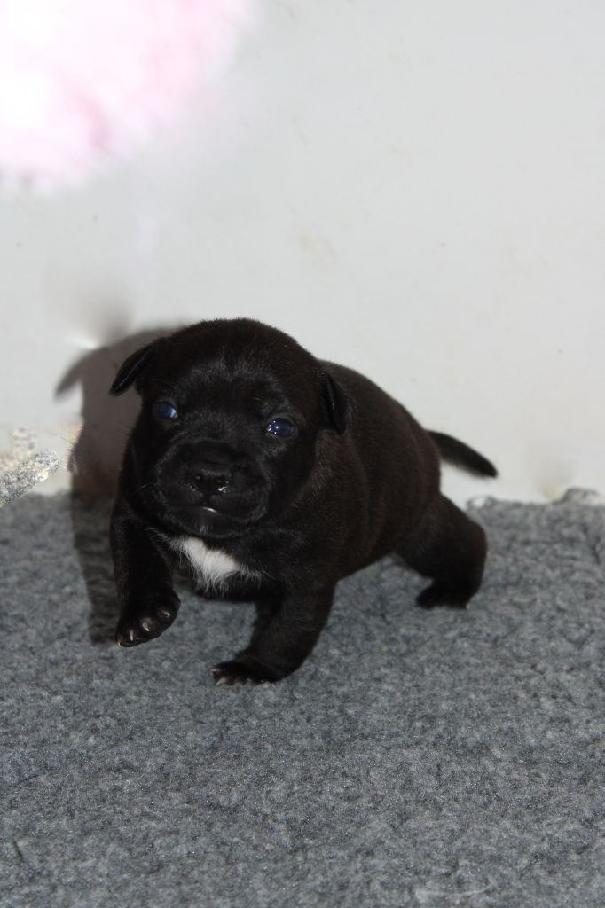 Audacious Stafford - Chiot disponible  - Staffordshire Bull Terrier