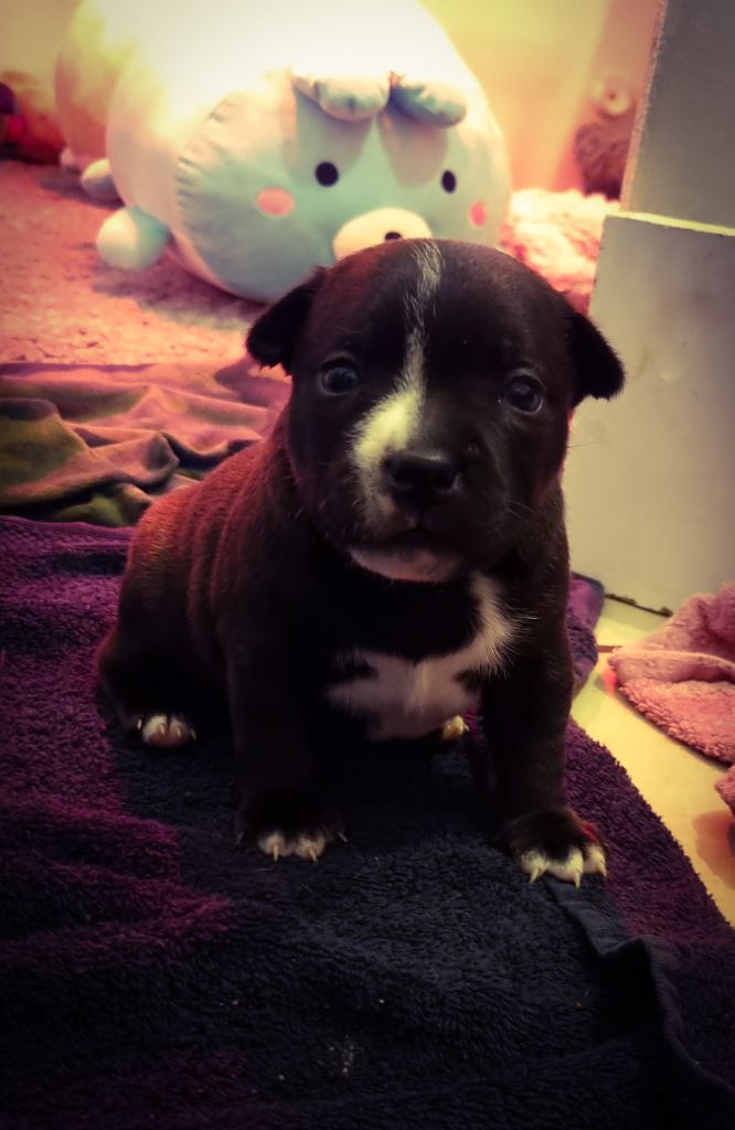 Audacious Stafford - Chiot disponible  - Staffordshire Bull Terrier